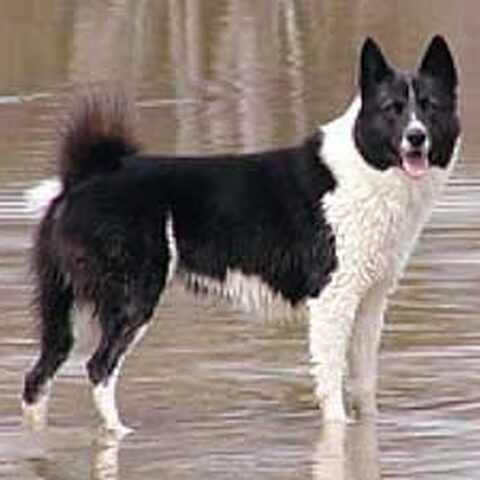 Karelische Berenhond