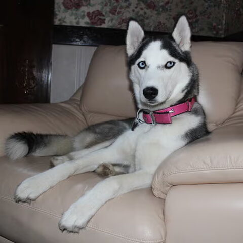 Siberian Husky