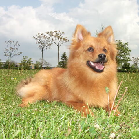 Keeshond, Middenslag