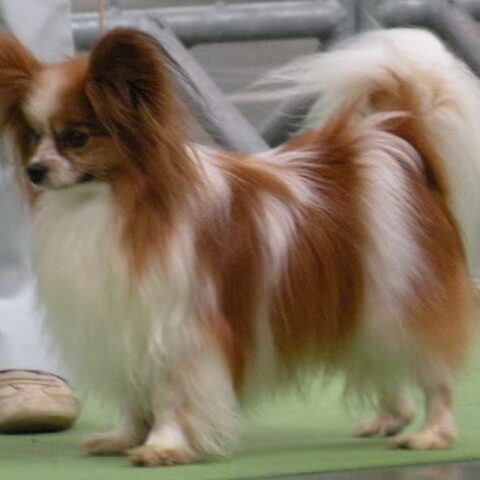Epagneul Nain Continental, Papillon
