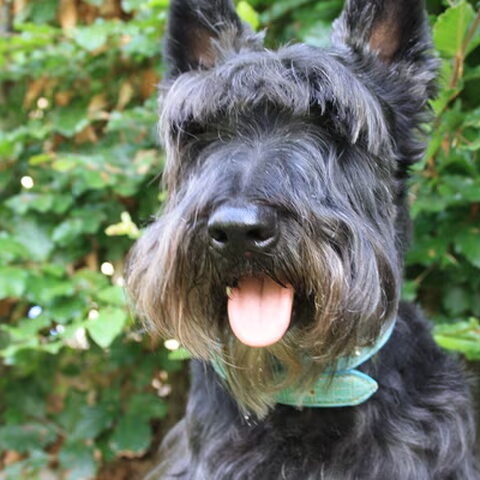 Schotse Terrier