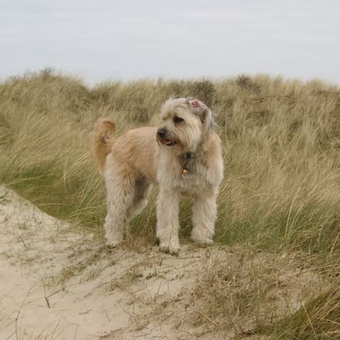Pyrenese Herdershond