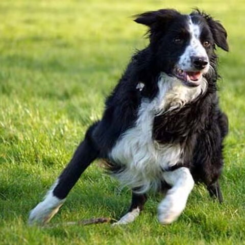 Border Collie