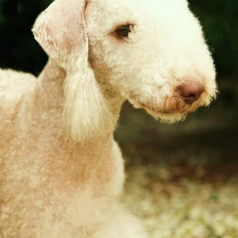 Bedlington Terrier
