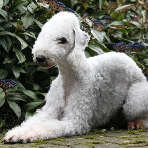 Bedlington Terrier