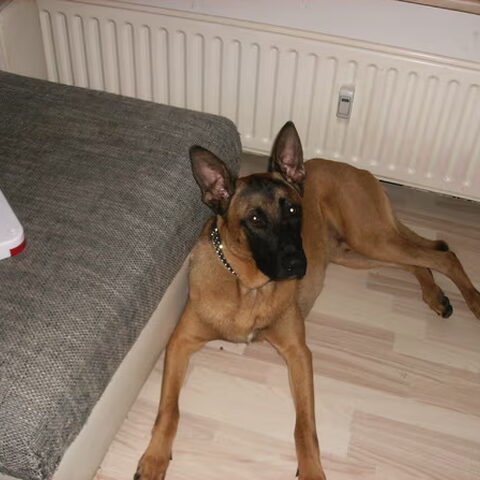 Belgische Herdershond, Mechelse
