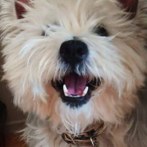 West Highland White Terrier