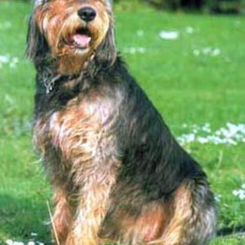 Griffon nivernais