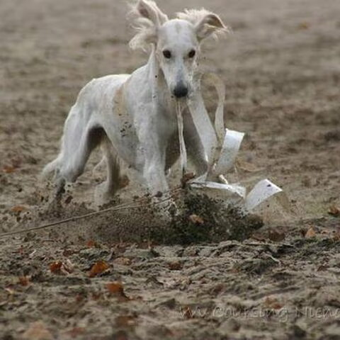 Saluki