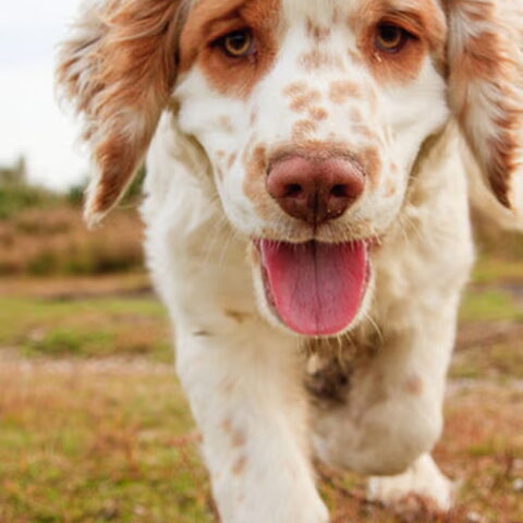 Clumber Spaniel