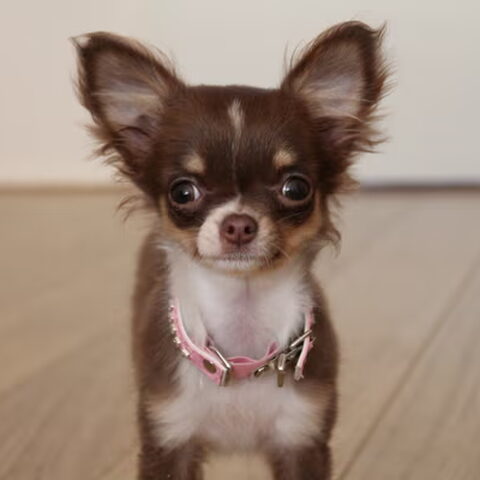 Chihuahua, langhaar