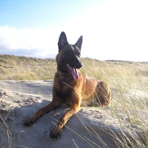 Mechelse Herder