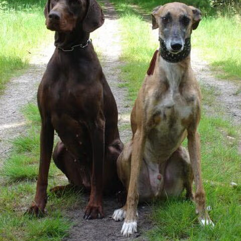 Galgo Español