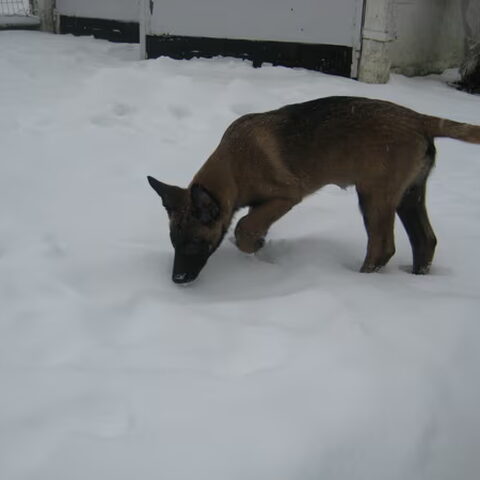 Belgische Herdershond, Mechelse
