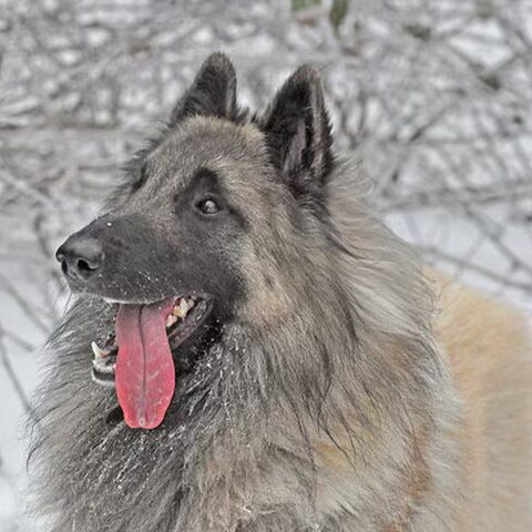 Tervuerense Herder