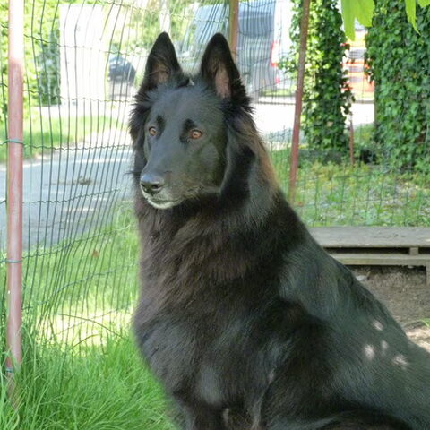 Belgische Herdershond, Groenendaeler