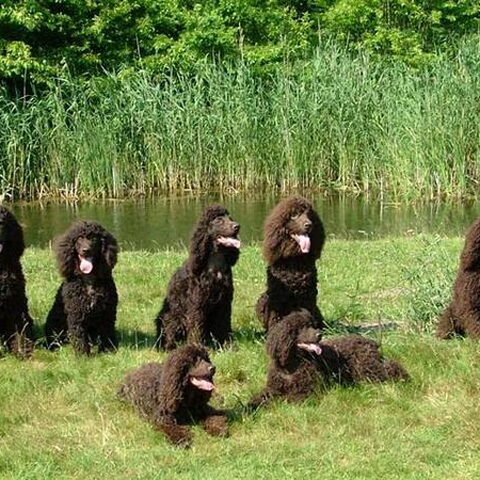 Amerikaanse Water Spaniel