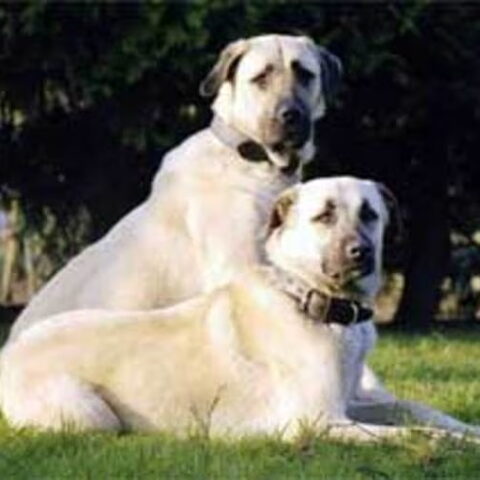 Anatolische Herdershond
