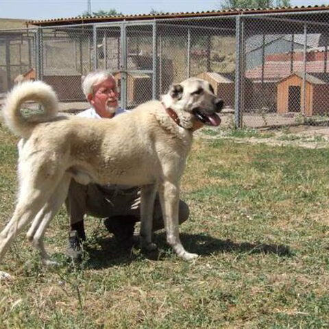 Anatolische Herdershond