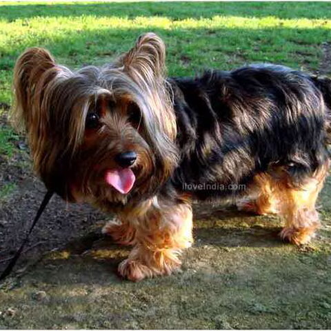 Australian Silky Terrier