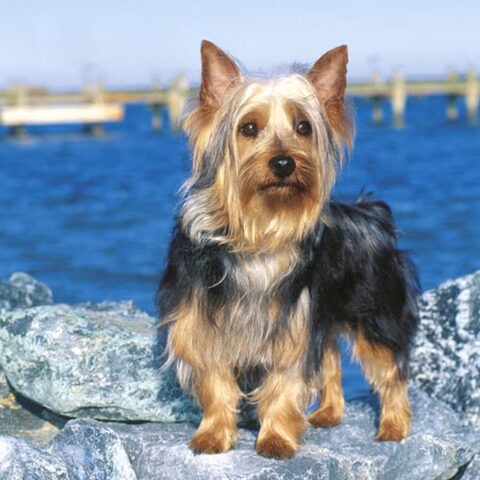 Australian Silky Terrier
