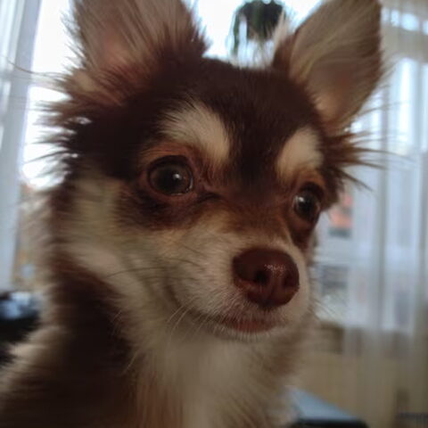 Chihuahua, langhaar