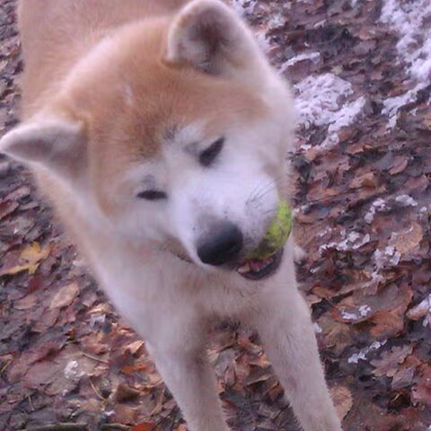 Akita