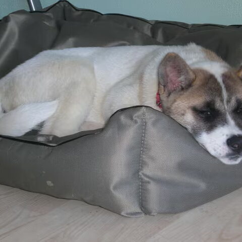Akita