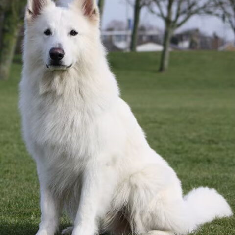 Zwitserse Witte Herdershond
