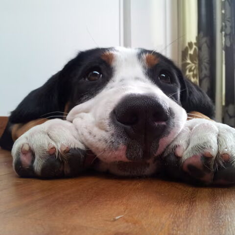 Grote Zwitserse Sennenhond