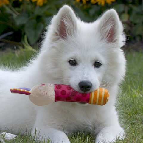 Grote Keeshond, wit