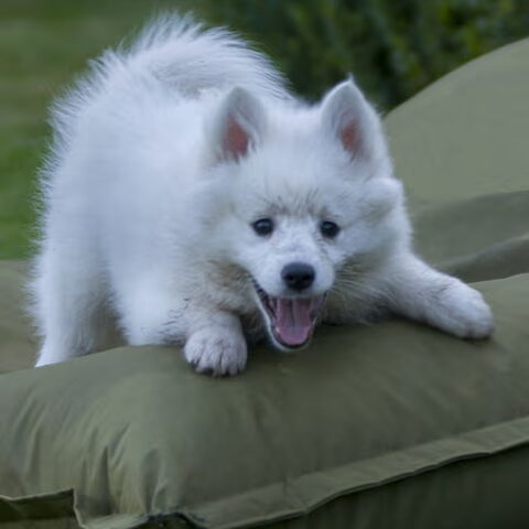 Grote Keeshond, wit