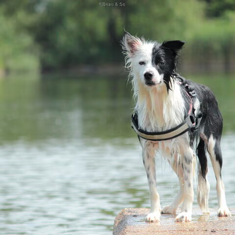 Border Collie