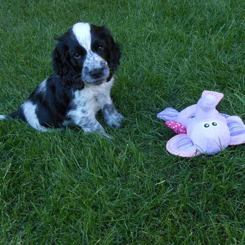 Engelse Cocker Spaniel