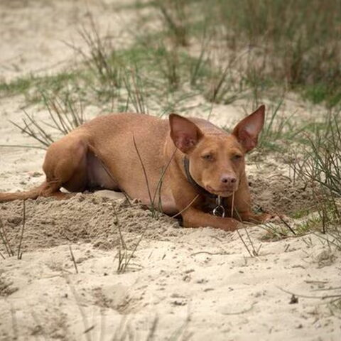 Podenco Andaluz