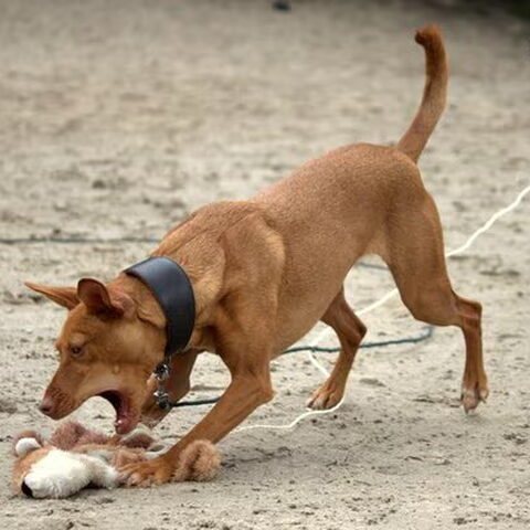 Podenco Andaluz