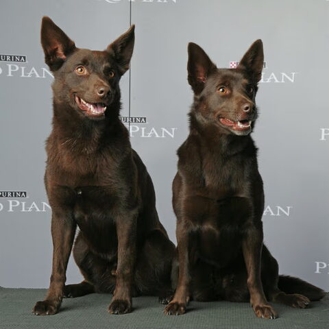 Australian Kelpie
