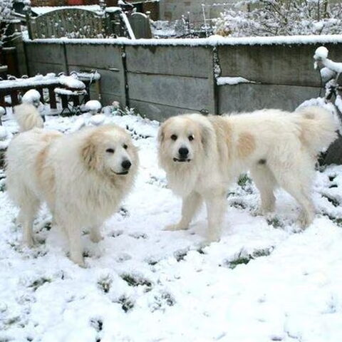 Pyrenese Berghond