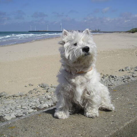 West Highland White Terrier