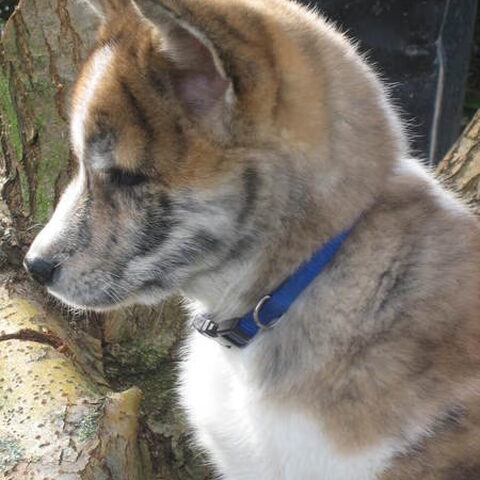 Japanse Akita