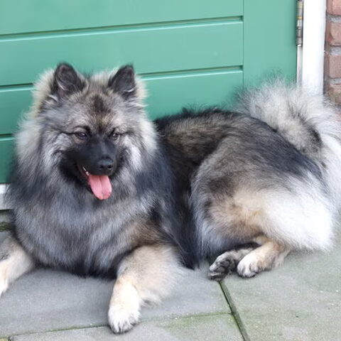 Keeshond, Grijze