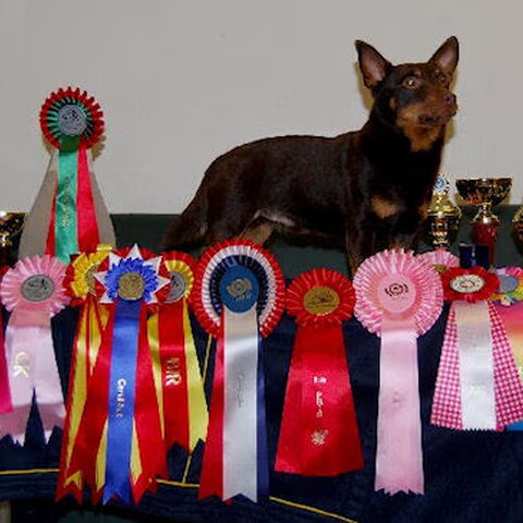 Lancashire Heeler