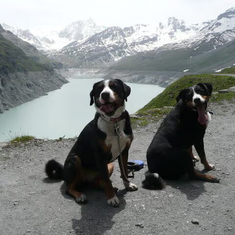 Appenzeller Sennenhond