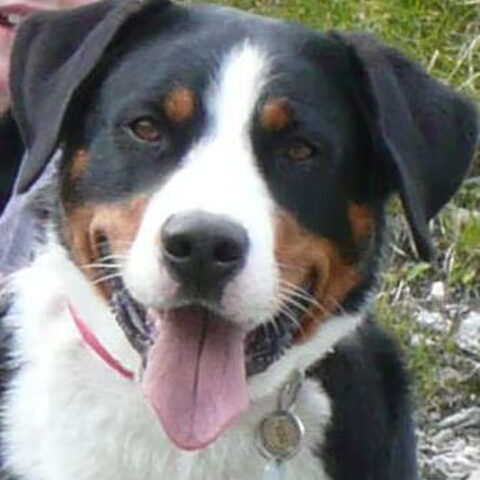 Appenzeller Sennenhond