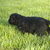 Curly Coated Retriever Curly Coated Retriever
