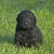 Curly Coated Retriever Curly Coated Retriever