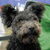 Pumi