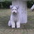 Pumi Pumi