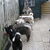 Siberische Husky Siberische Husky