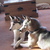 Siberische Husky
